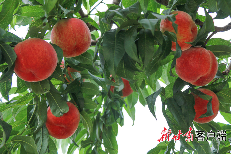 秦安蜜桃。