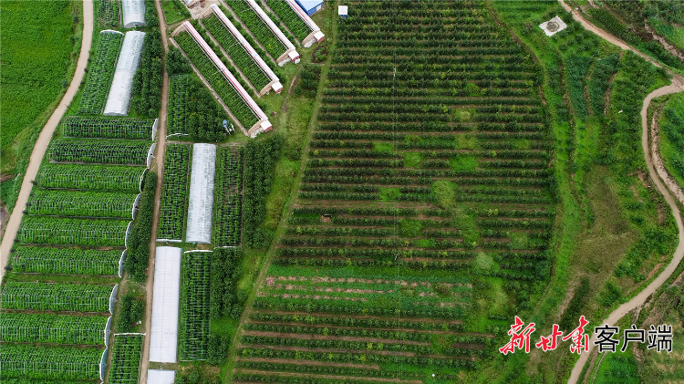 秦安县五营大地家园果蔬合作社种植基地。